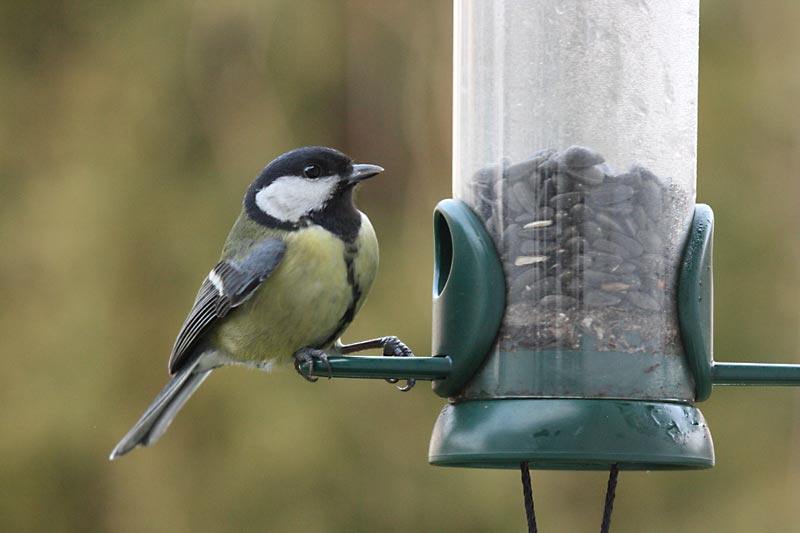chickadee4.jpg