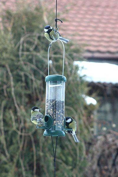 chickadees1.jpg