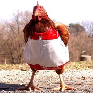 chicken+in+clothes+ananova.jpg
