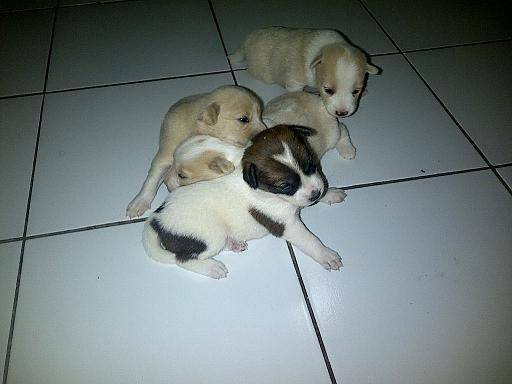 Chiki, Chiku, Chiko and Chika.jpg