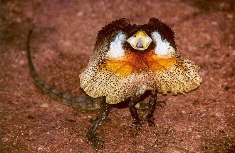 Chlamydosaurus_kingii.jpg