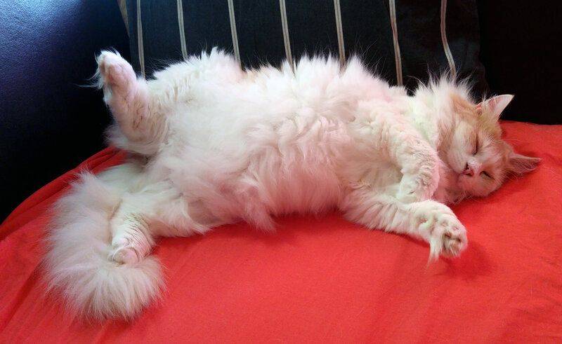 Cissi - cat sleeping on sofa.jpg