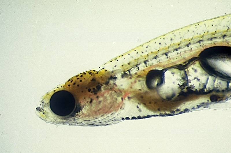 clear mini-fish1.jpg