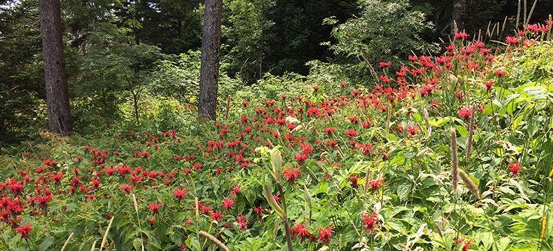 ClilngmanFlowers.jpg