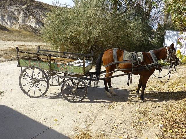 coach-64609_640.jpg