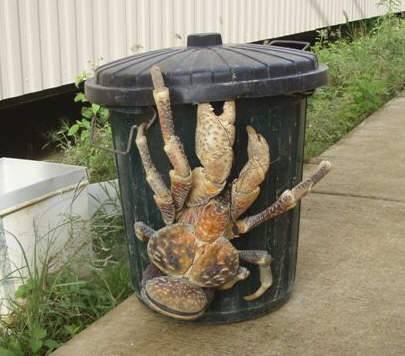 coconut_crab.jpg
