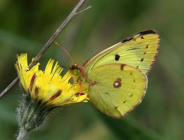 Colias_hyale.jpg