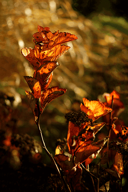 Colorful leaves in afternoon sunlight.png