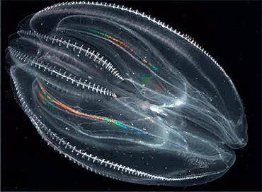 comb-jellies_18687_21333213096753.jpg