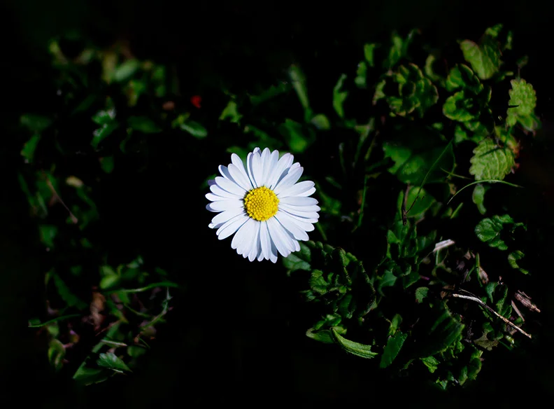 Common Daisy.webp