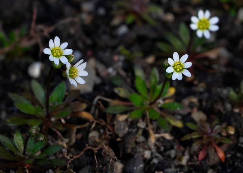 common whitlowgrass (1).jpg
