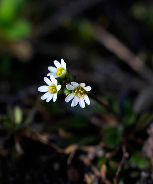 common whitlowgrass (2).jpg