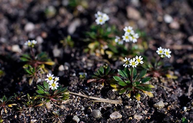Common whitlowgrass.jpg