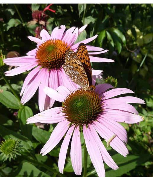 coneflowers.jpg
