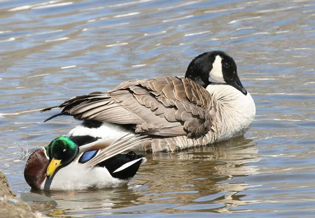 contduckgoose.jpg