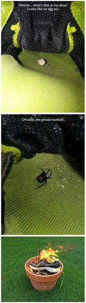 cool-spider-shoe-fire-yard.jpg