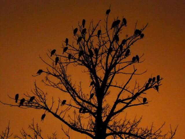 cormorants_2245_64x48.jpg