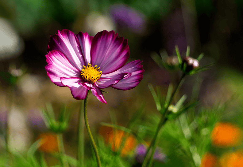 Cosmos bipinnatus.png