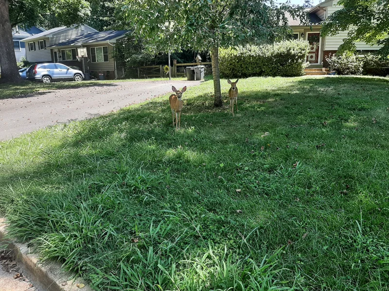 CoupleOfFawns.webp