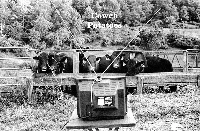 cowch.webp