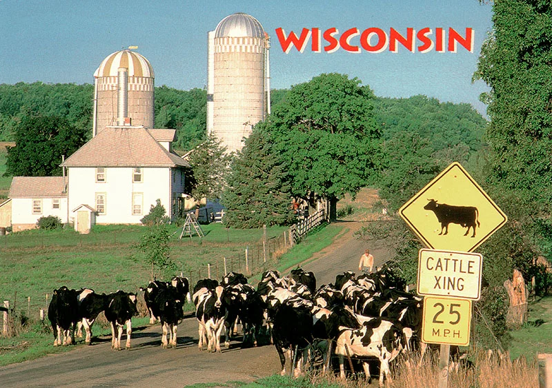 cows1.webp