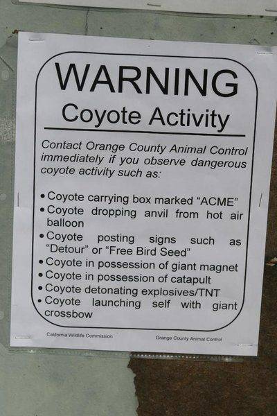 Coyote Activity.jpg