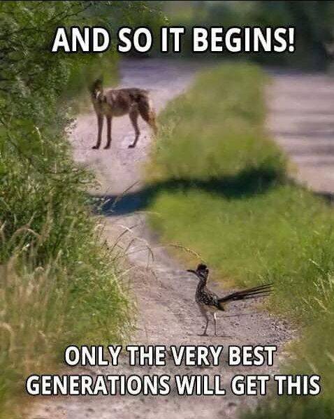 coyote and roadrunner.jpg
