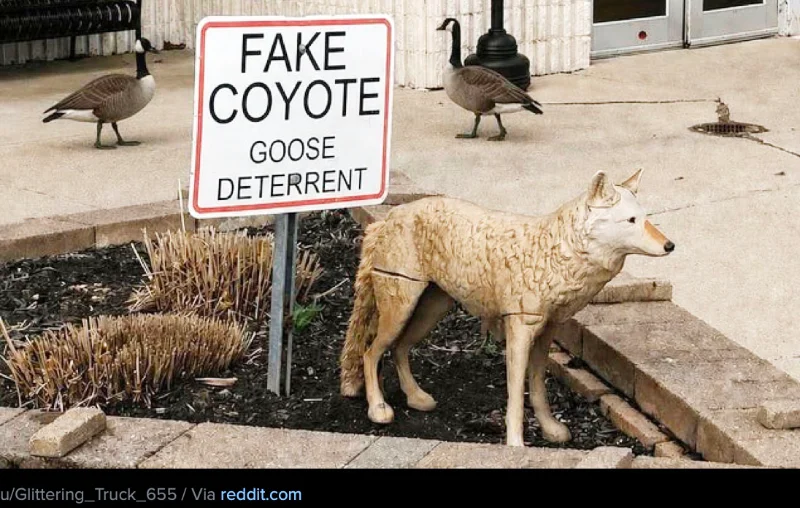 coyote.webp