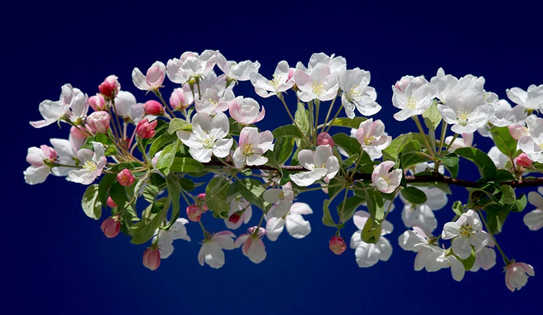 Crabapple tree.webp