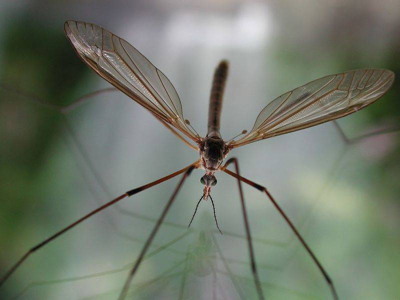 crane_fly.jpg