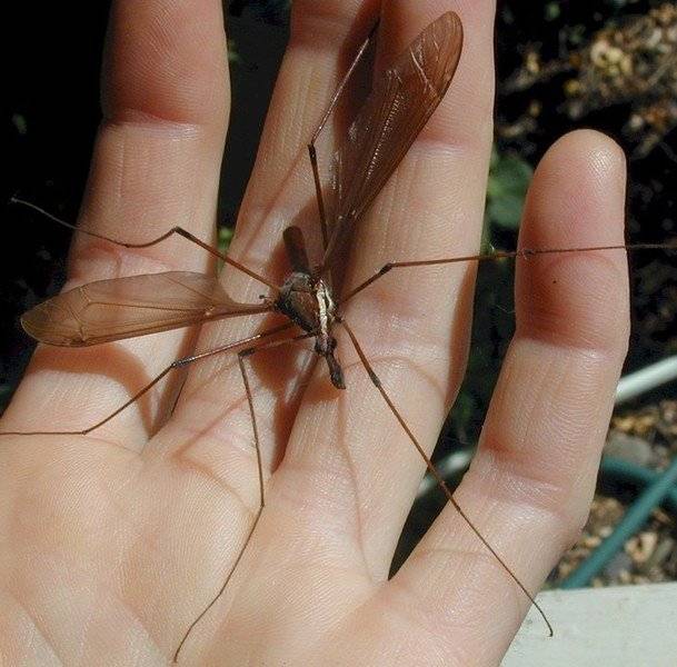 cranefly-hand.jpg
