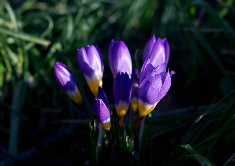 Crocuses.jpg
