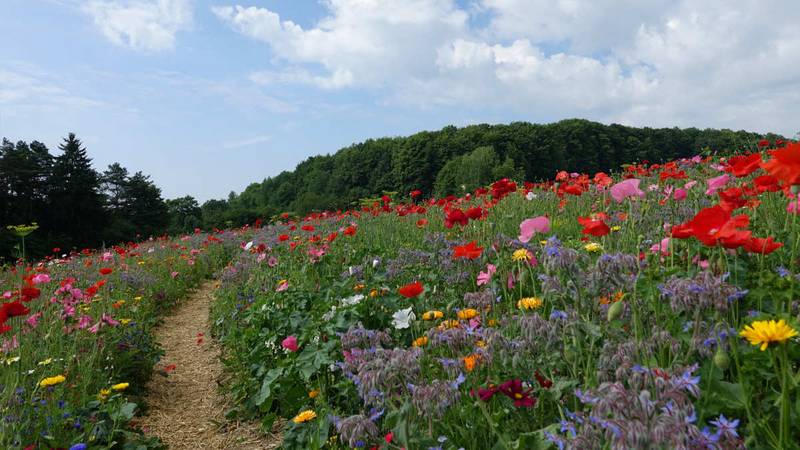 csm_Blumenwiese_Germerode_c_ML_f65d3aa605.jpg