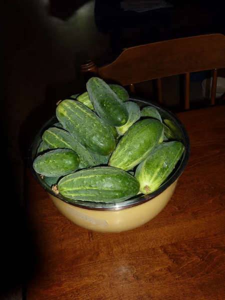 cucumbers.jpg