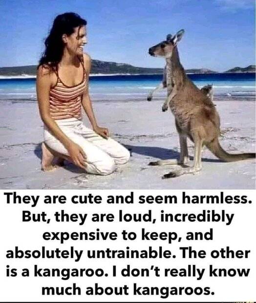 Cute and harmless.jpg