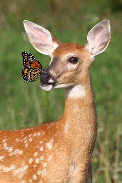 cute-animals-14.jpg