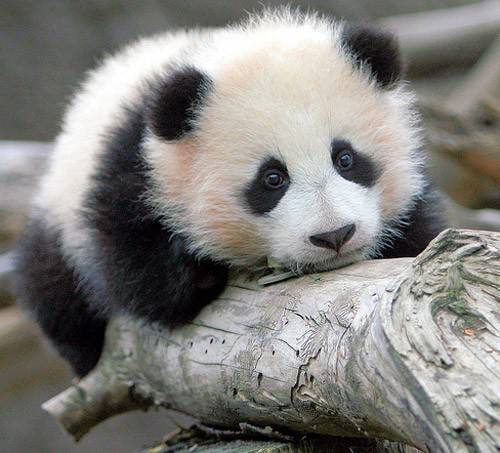 cute+baby+animal+002.jpg