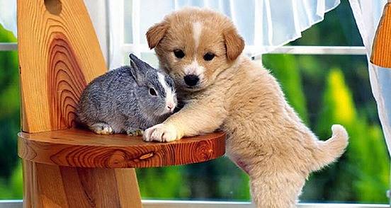 cute+baby+animal+009.jpg