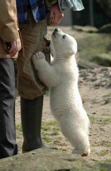 cute+baby+animal+015.jpg