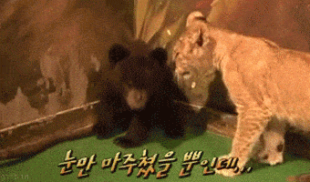 cute+baby+animal+-+bear+and+lion.gif