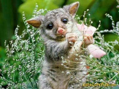 cute-baby-animal-pics.jpg