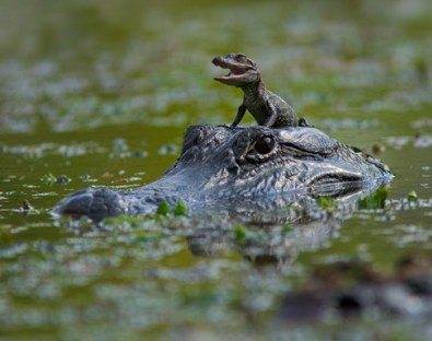 cute-baby-crocdile-and-mom.jpg