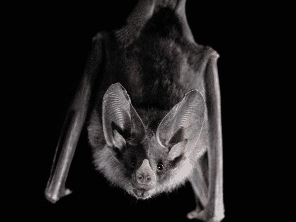 cute-bat.jpg