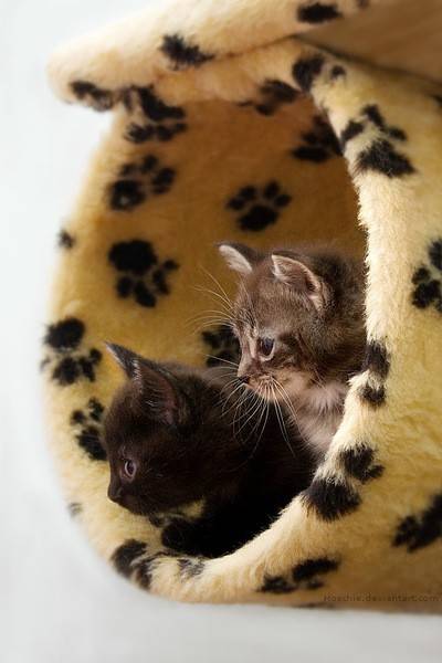 cute+kitten+pictures+004.jpg