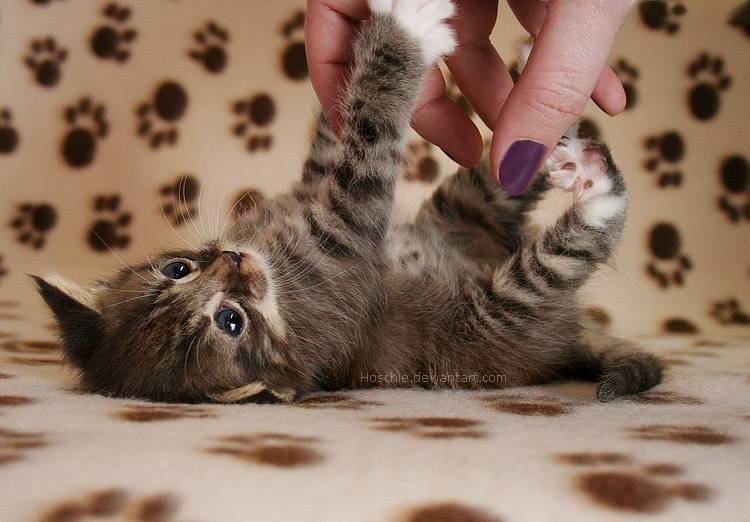 cute+kitten+pictures+005.jpg
