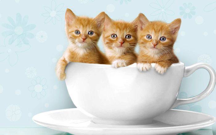 Cute-Kittens-kittens-16123995-1280-800.jpg