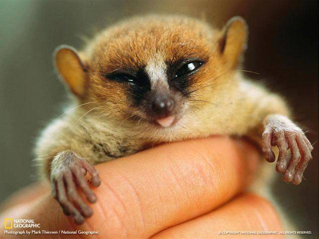 cute_animal_pictures_10.jpg