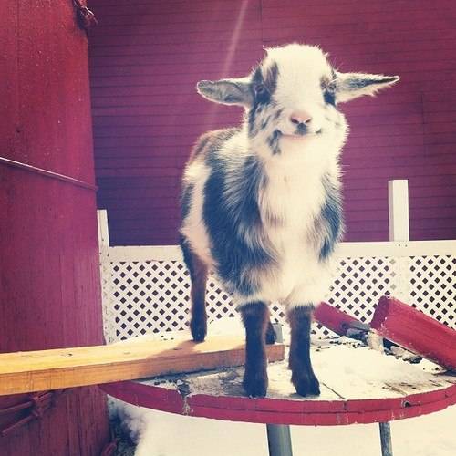cute_animal_pictures_13.jpg