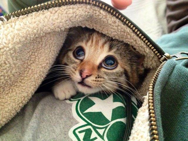 cute_animal_pictures_5.jpg