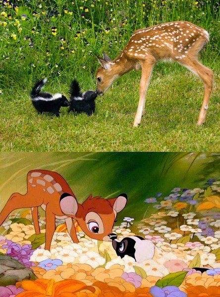 cute_animal_pictures_7.jpg